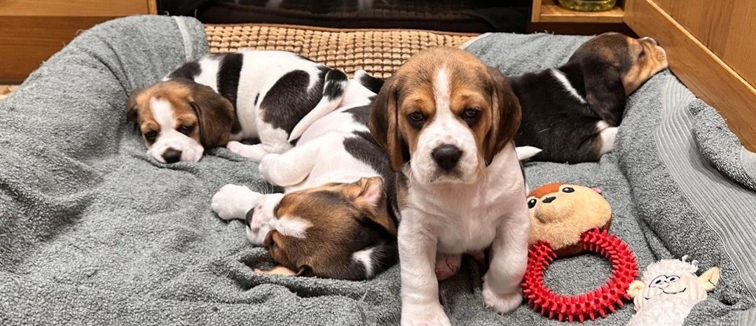 Wunderschöne Beagle-Welpen zu verkaufen.