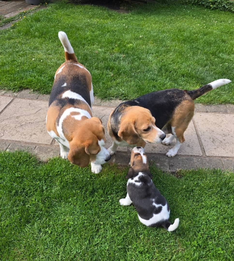 Wunderschöne Beagle-Welpen zu verkaufen.