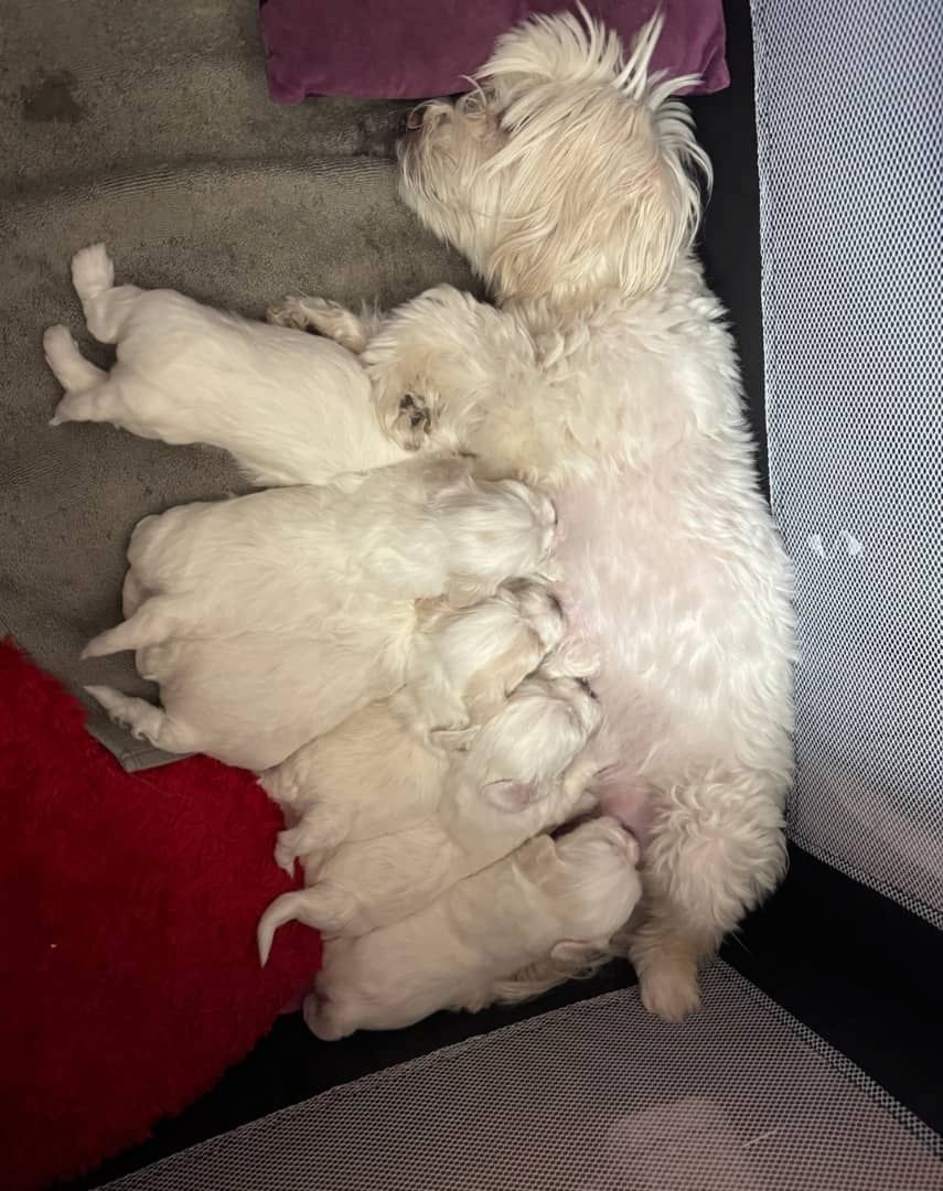 Bezaubernde Bichon Frisé Welpen zu verkaufen