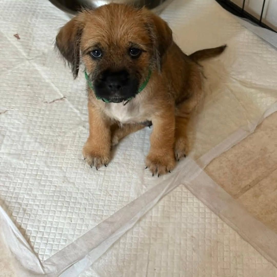 Liebevolle Border-Terrier-Welpen zu verkaufen.