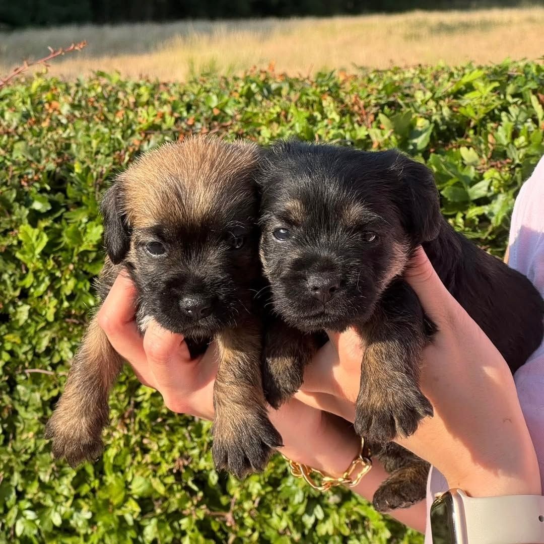 Liebevolle Border-Terrier-Welpen zu verkaufen.