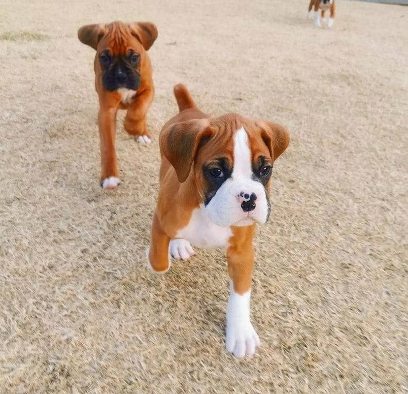 Wunderschöne Boxerwelpen zu verkaufen.