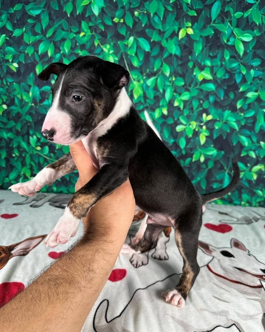 Niedliche Bullterrier-Welpen zu verkaufen.