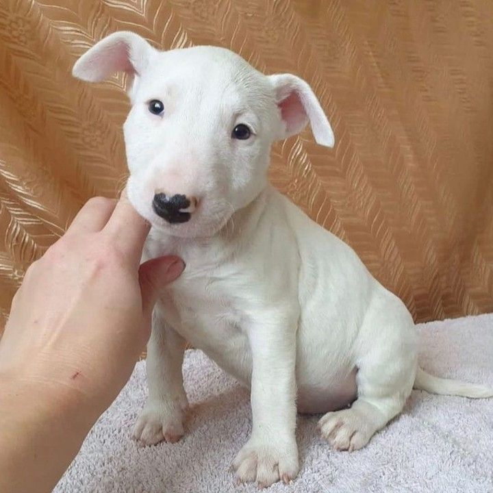 Niedliche Bullterrier-Welpen zu verkaufen.