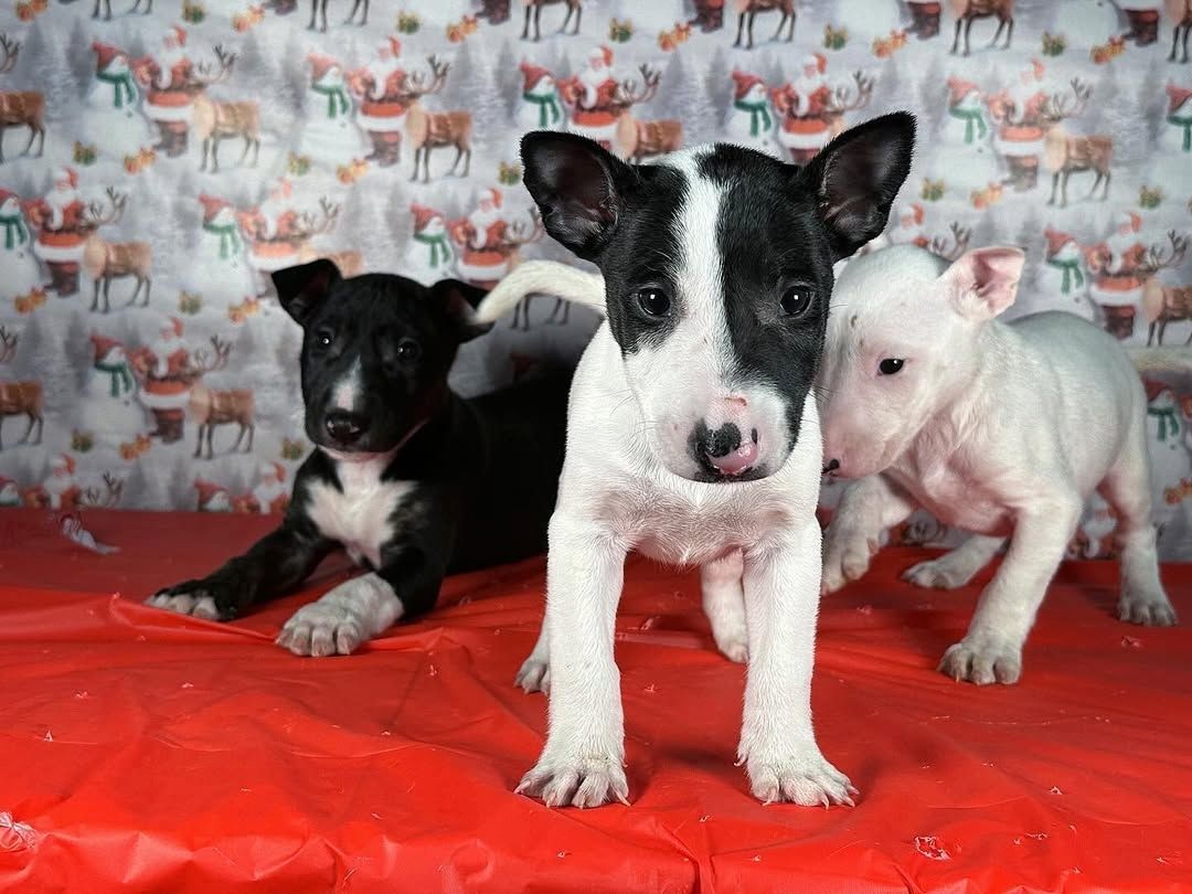 Niedliche Bullterrier-Welpen zu verkaufen.