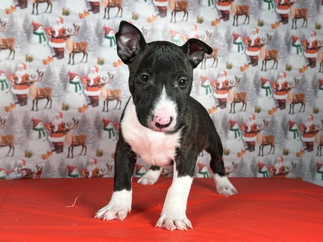 Niedliche Bullterrier-Welpen zu verkaufen.