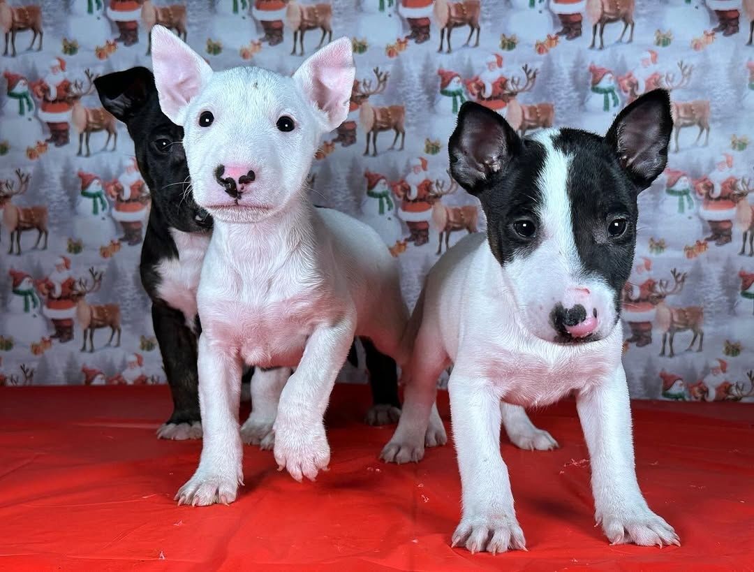 Niedliche Bullterrier-Welpen zu verkaufen.