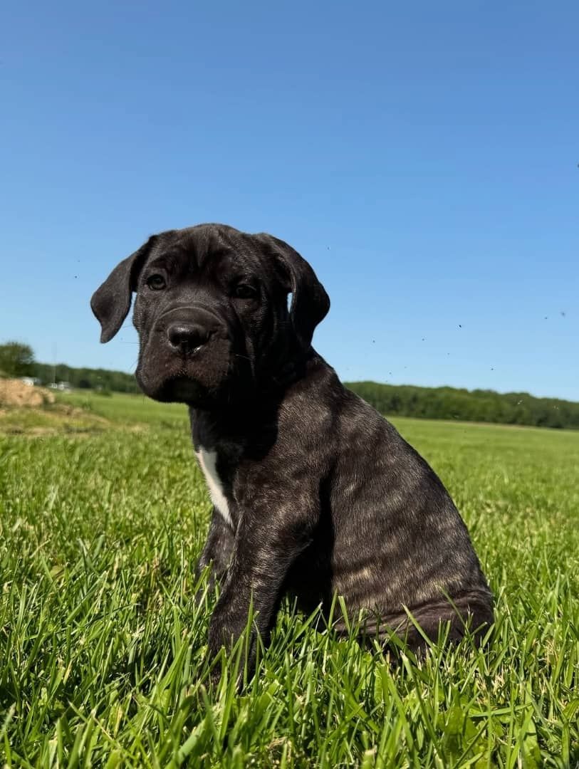 Süße Cane Corso Welpen zu verkaufen.