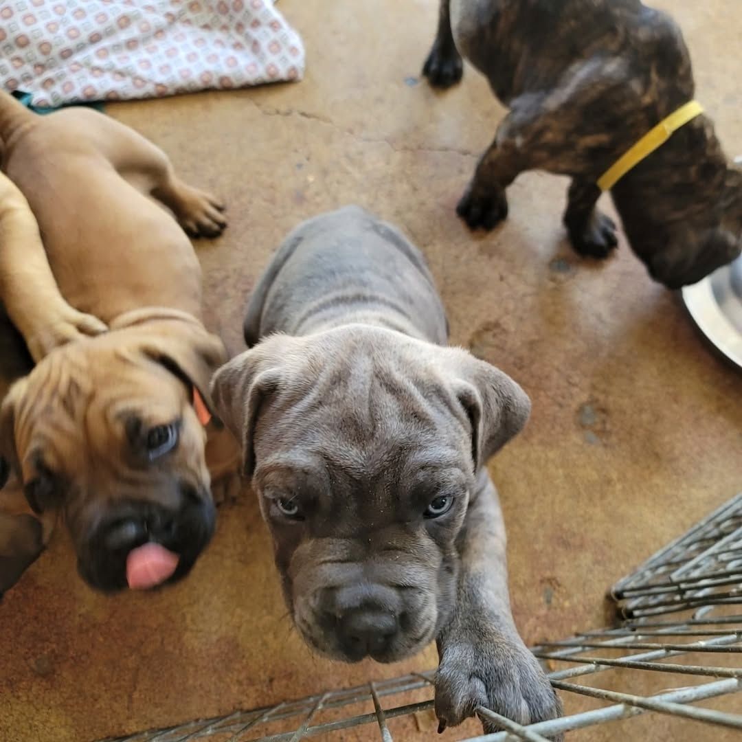 Süße Cane Corso Welpen zu verkaufen.