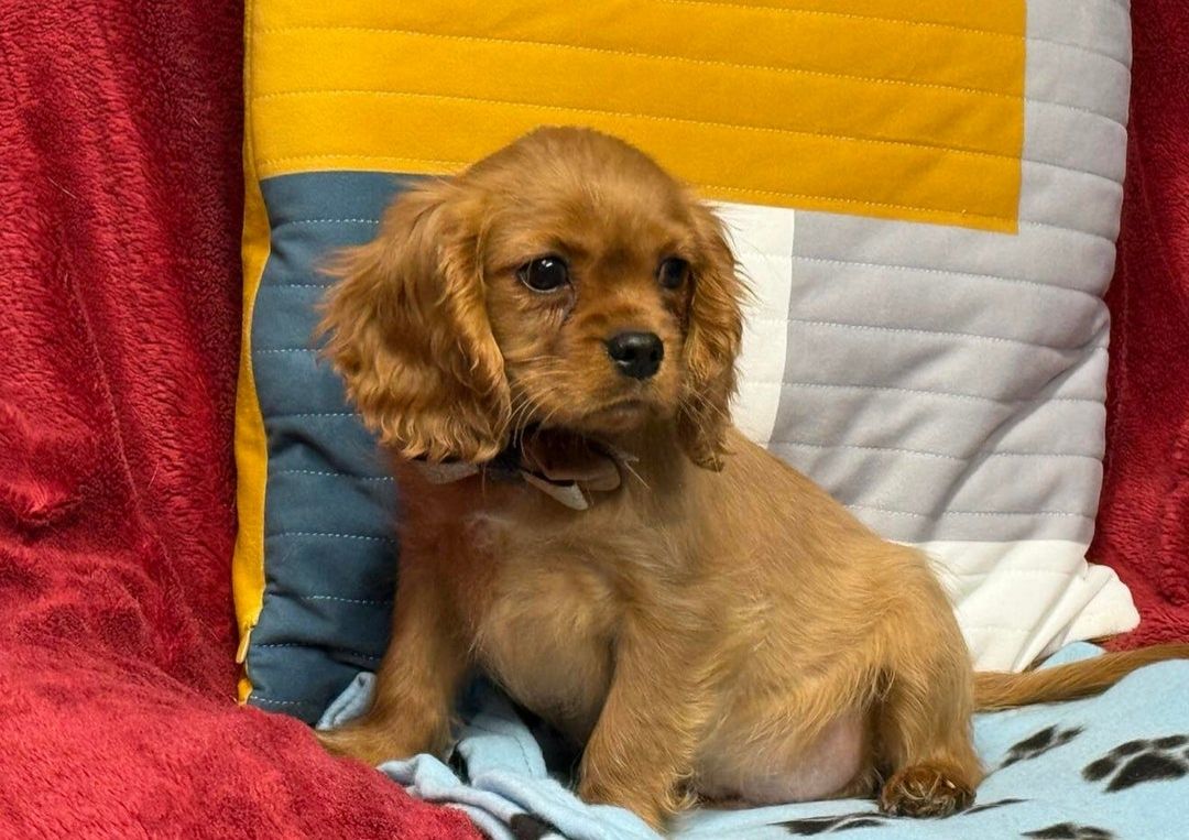 Bezaubernde Cavalier King Charles Spaniel Welpen zu verkaufen.
