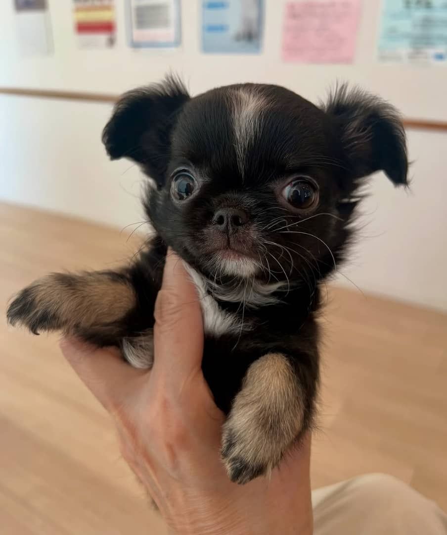 Liebevolle Chihuahua-Welpen zu verkaufen.