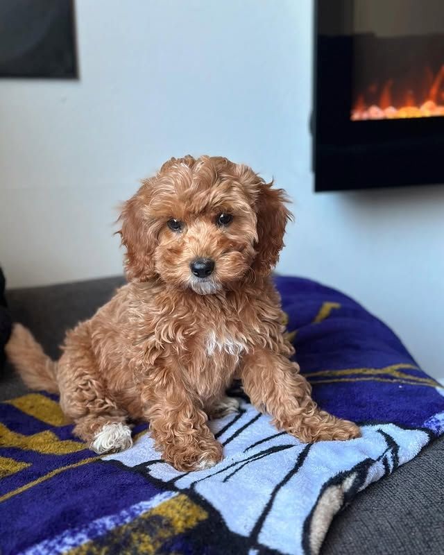 Süße Cavapoo-Welpen zu verkaufen.