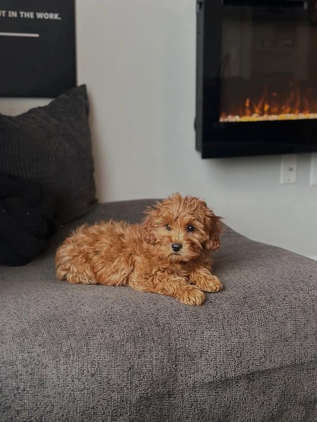 Süße Cavapoo-Welpen zu verkaufen.