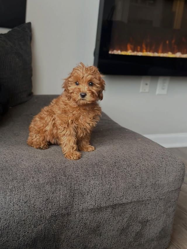 Süße Cavapoo-Welpen zu verkaufen.