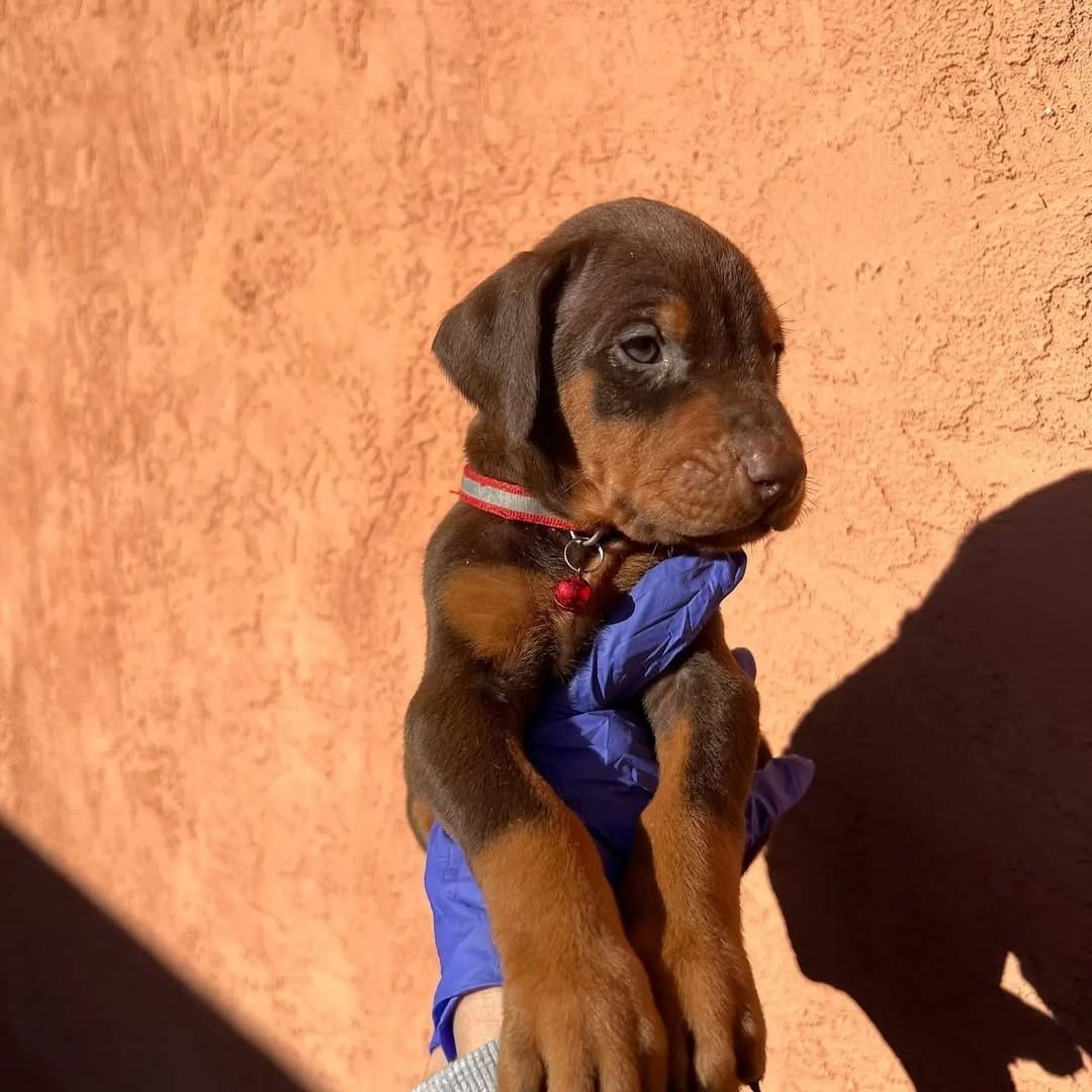 Majestätische Dobermann-Welpen – bereit, Ihr Herz zu erobern!