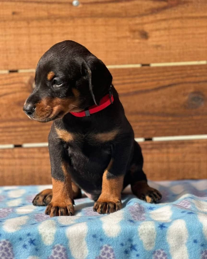 Majestätische Dobermann-Welpen – bereit, Ihr Herz zu erobern!
