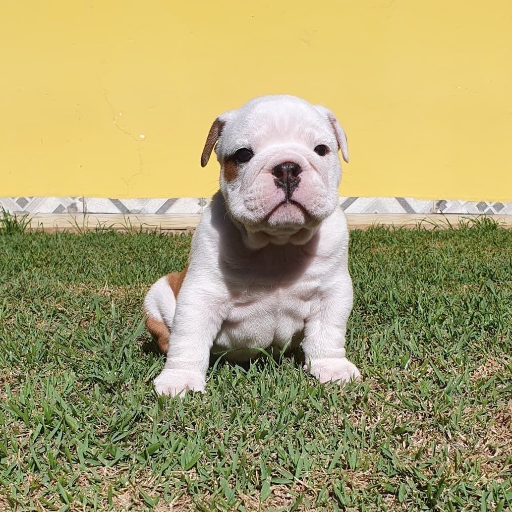 Bezaubernde Englische Bulldoggenwelpen zu verkaufen.
