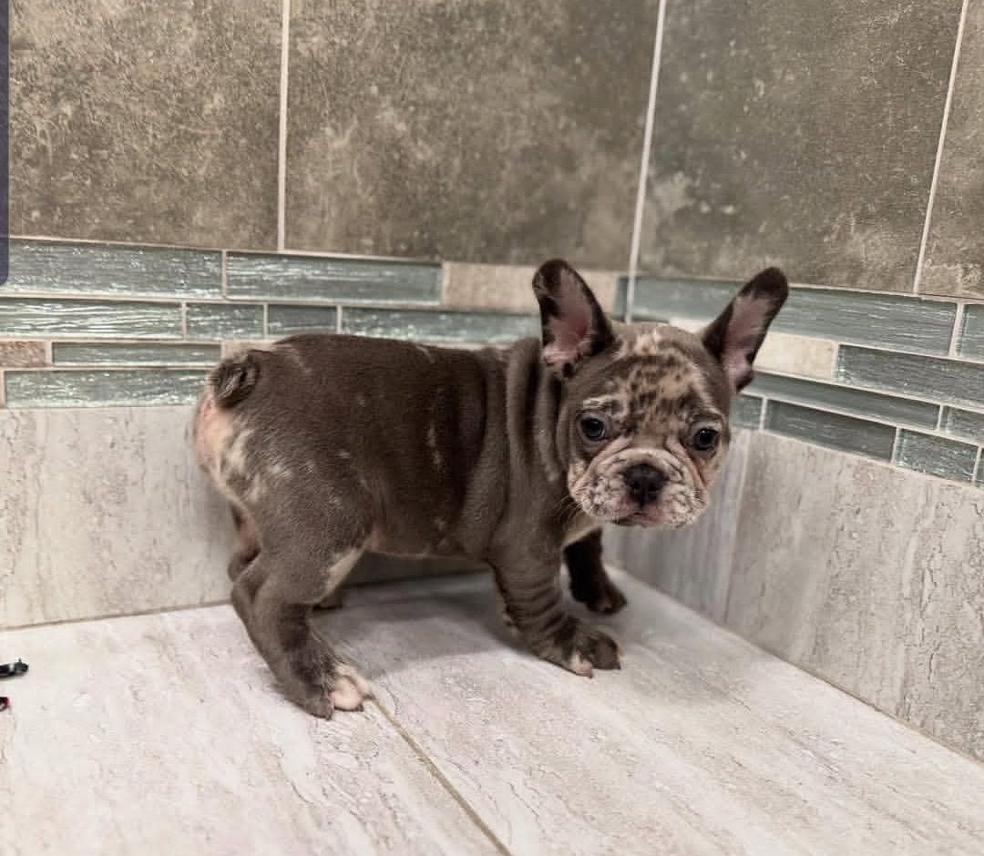 Bezaubernde Französische Bulldoggenwelpen zu verkaufen.