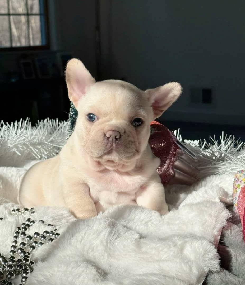 Bezaubernde Französische Bulldoggenwelpen zu verkaufen.