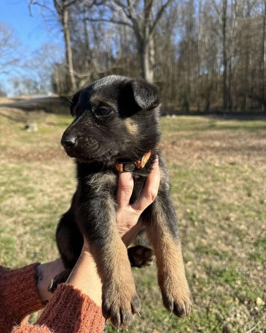 Liebevolle Deutsche Schäferhundwelpen zu verkaufen.