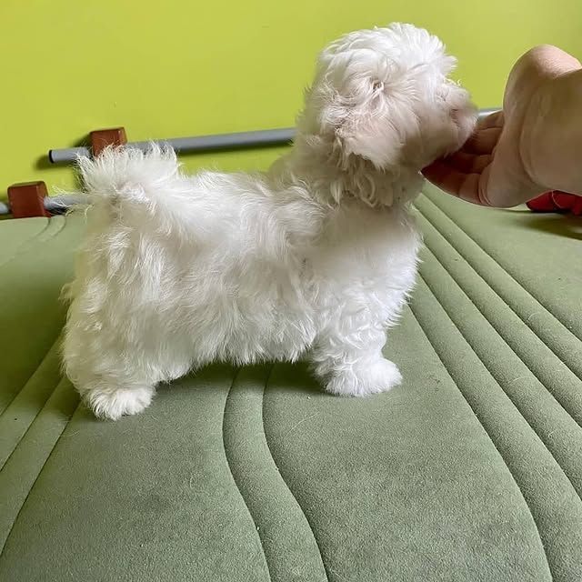 Bezaubernde Malteserwelpen zu verkaufen.