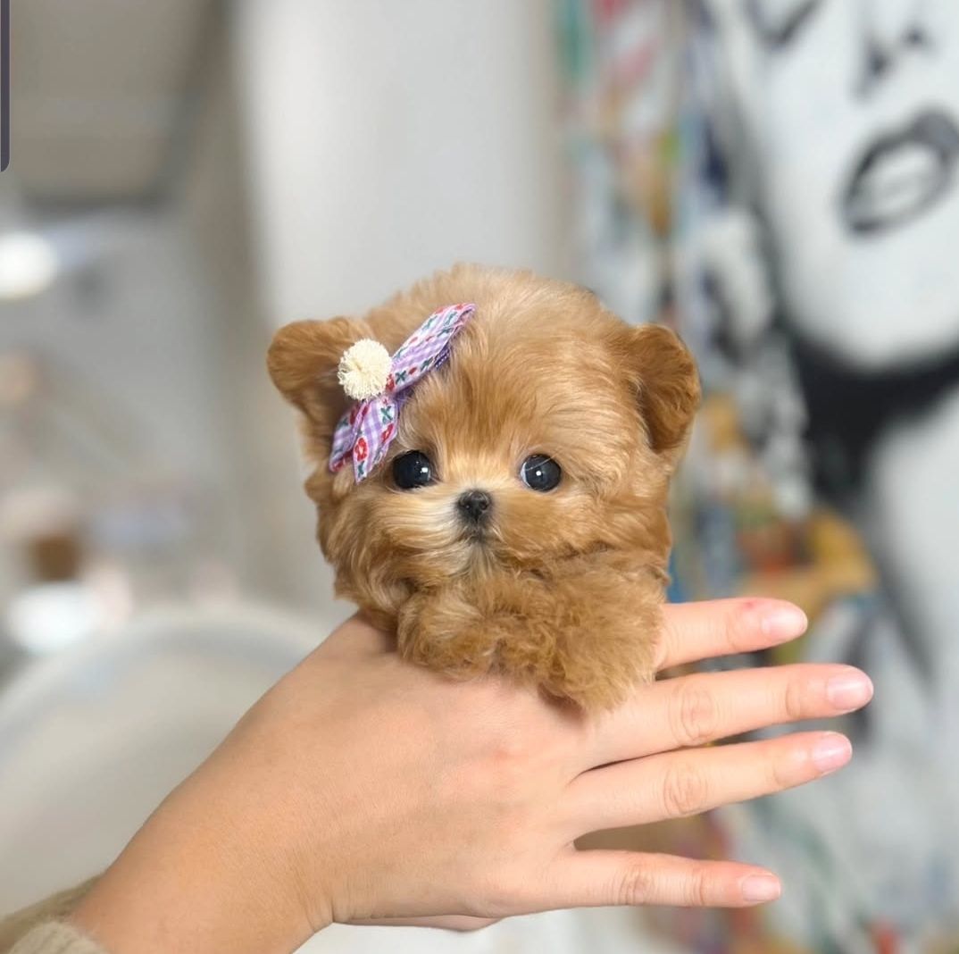 Wunderschöne Maltipoo-Welpen zu verkaufen