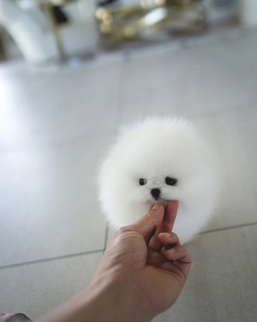 Liebevolle Pomeranian-Welpen zu verkaufen.