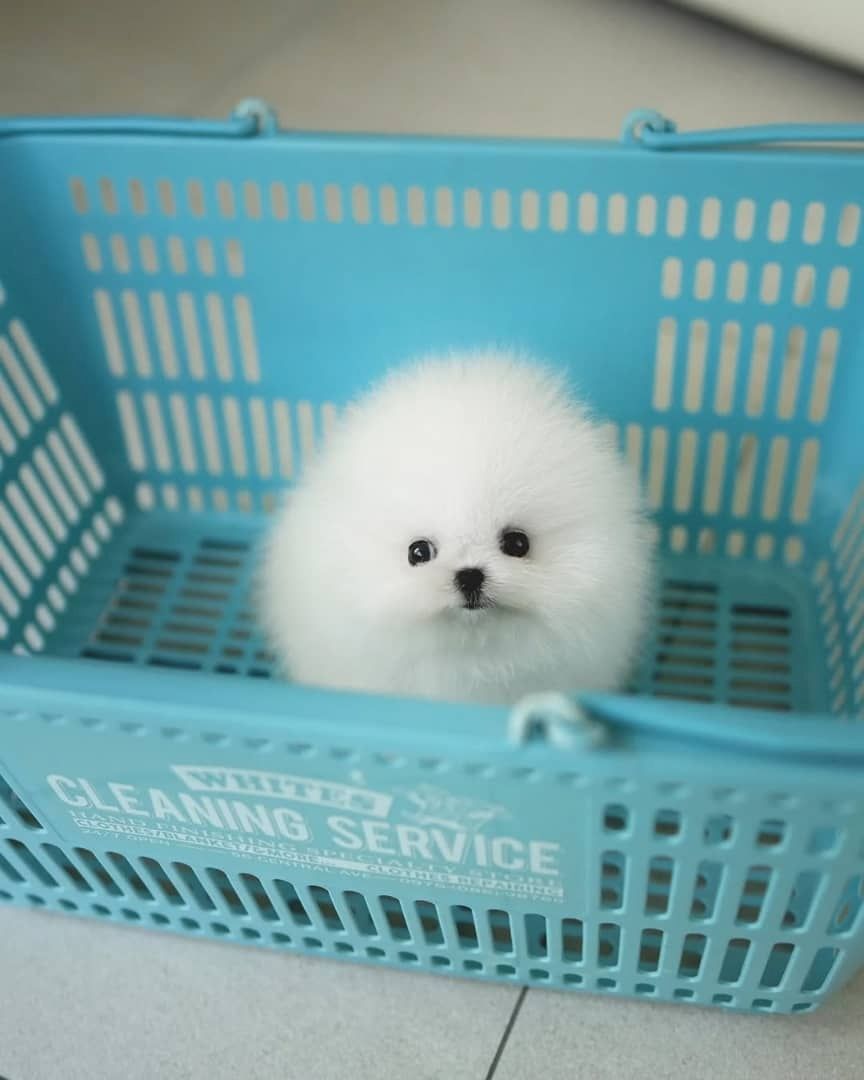 Liebevolle Pomeranian-Welpen zu verkaufen.