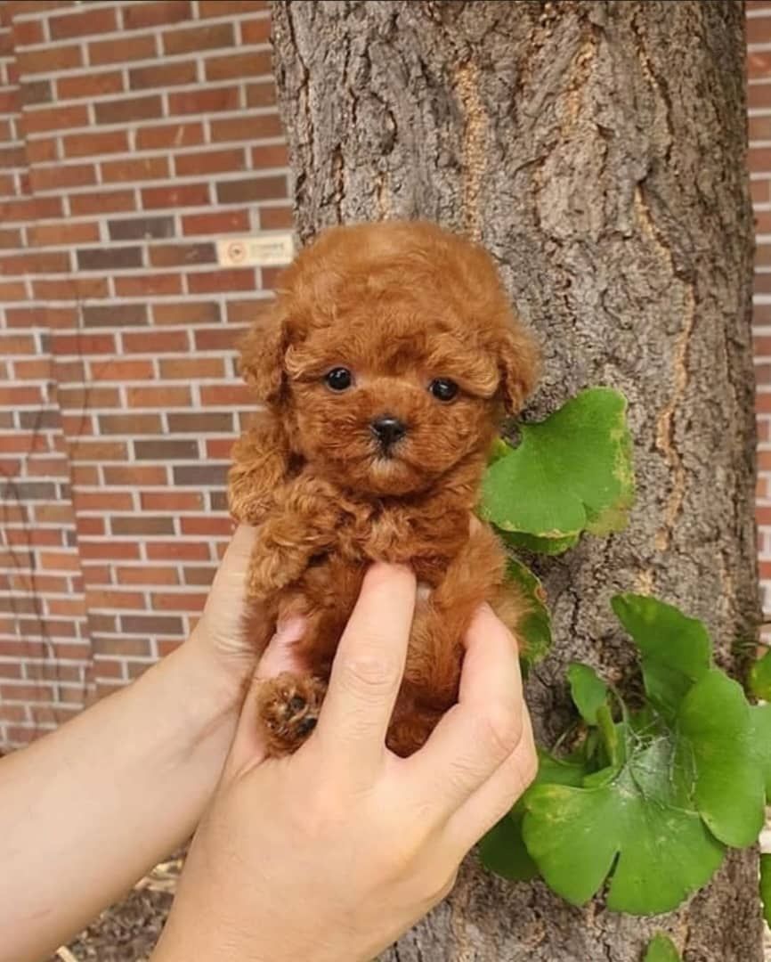 Bezaubernde Pudelwelpen zu verkaufen.