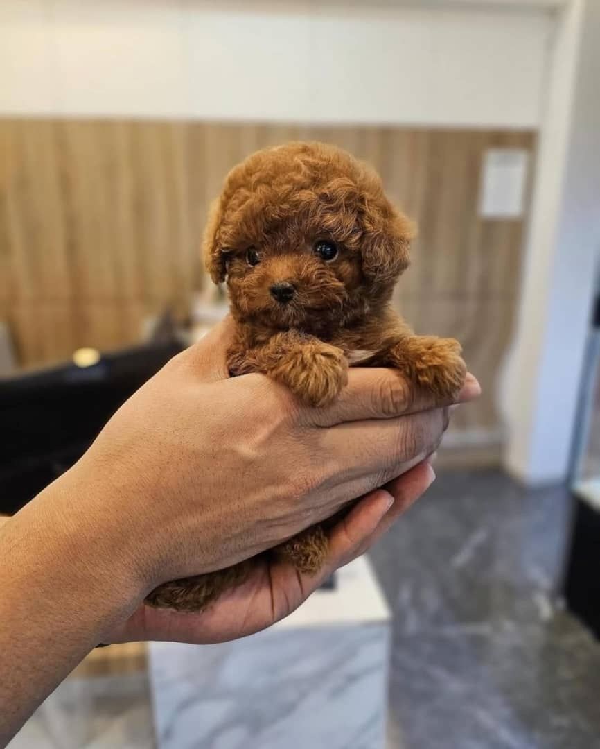 Bezaubernde Pudelwelpen zu verkaufen.