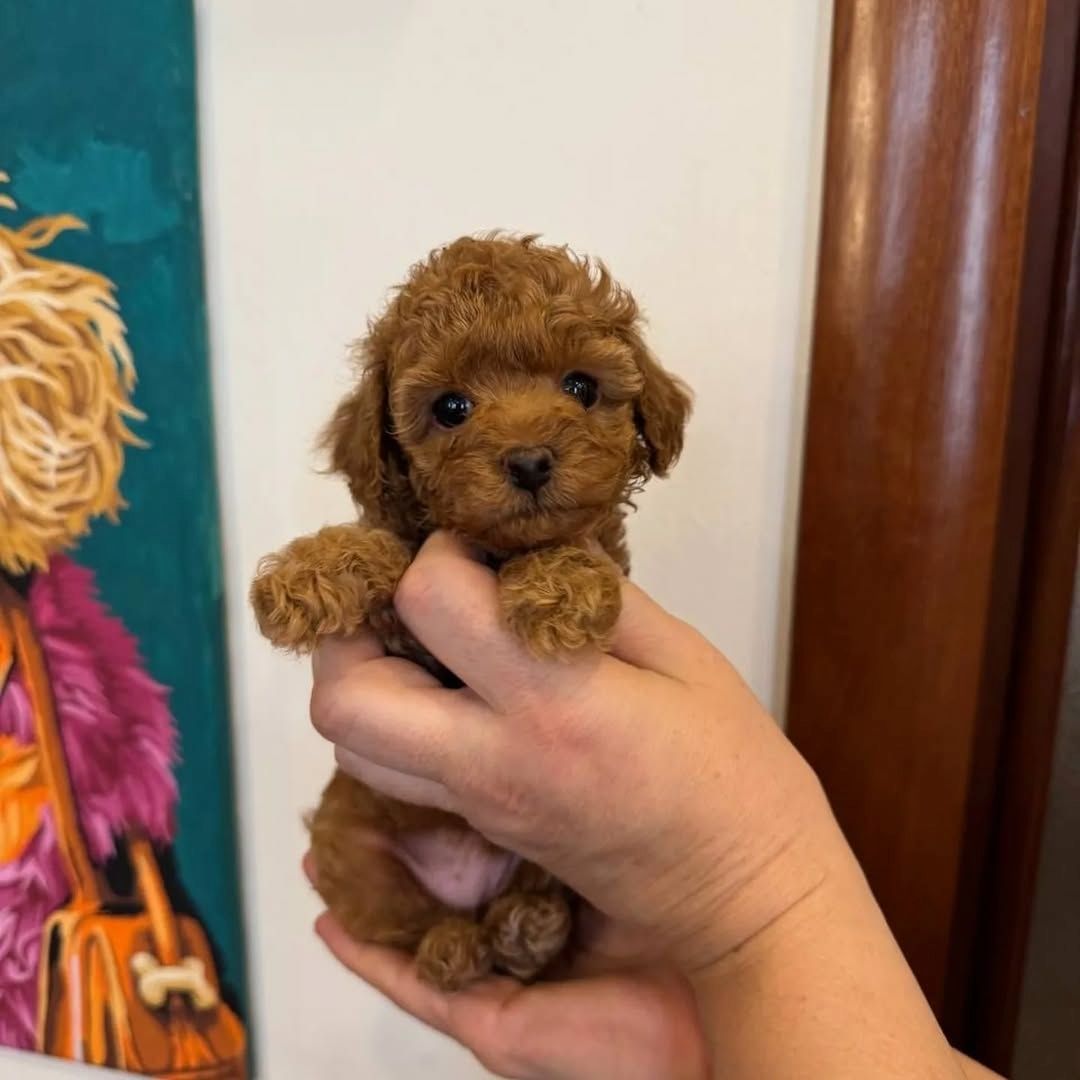 Bezaubernde Pudelwelpen zu verkaufen.