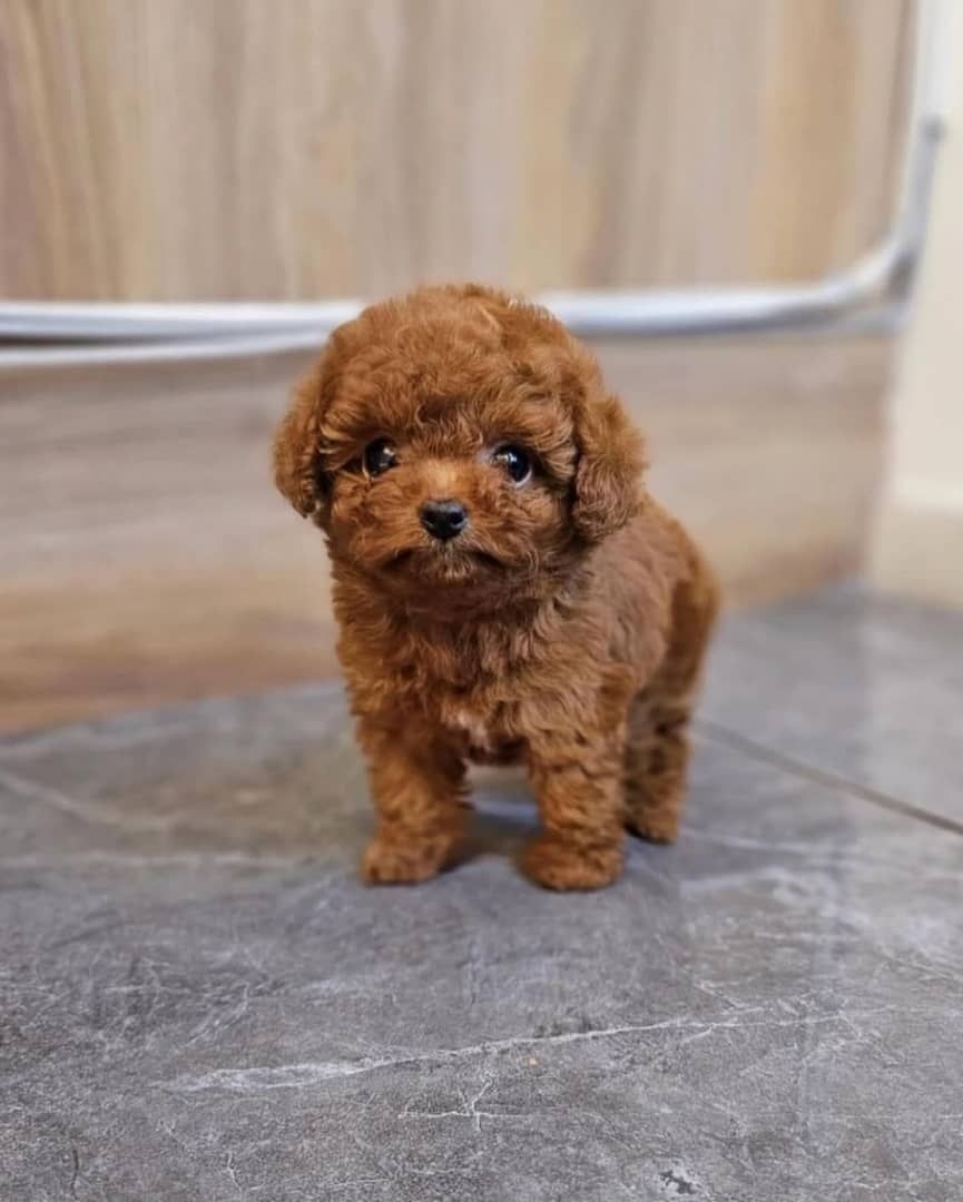 Bezaubernde Pudelwelpen zu verkaufen.