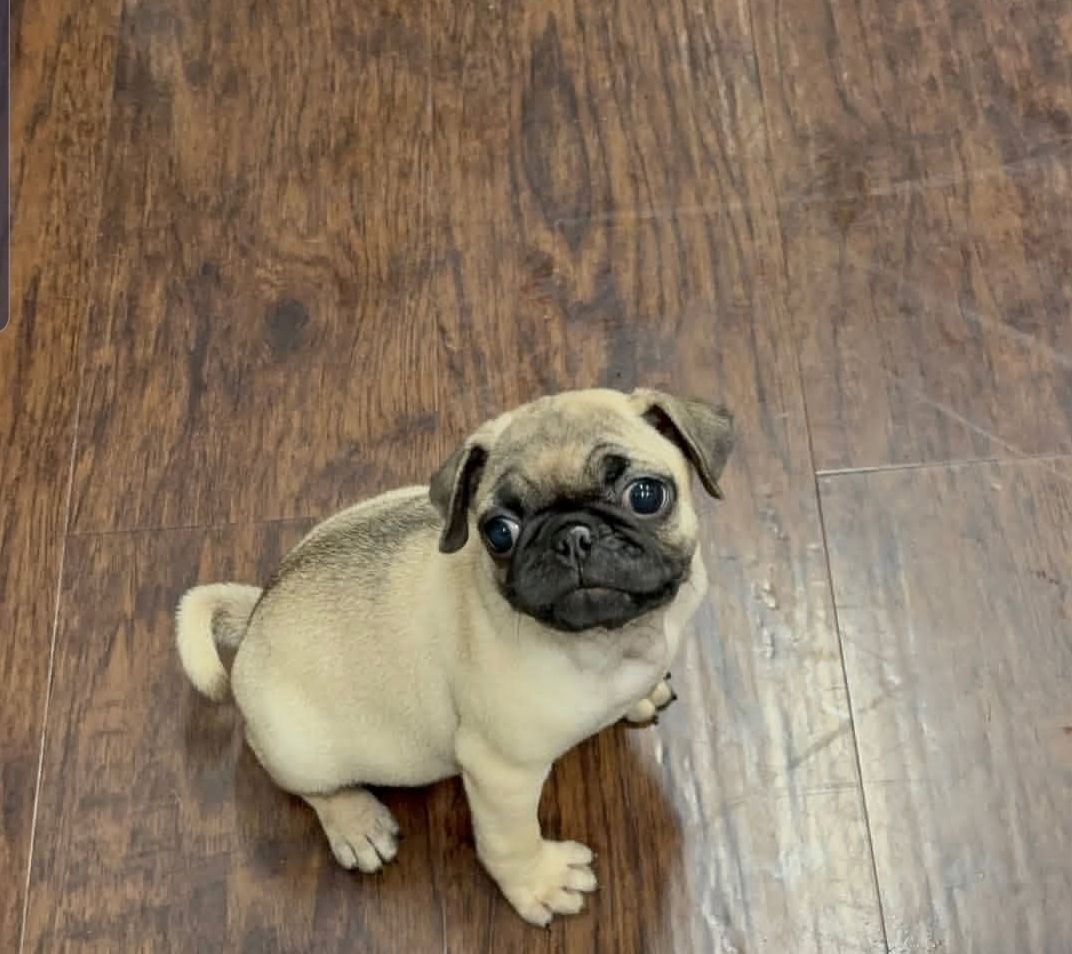 Niedliche Mops-Welpen suchen ein liebevolles Zuhause