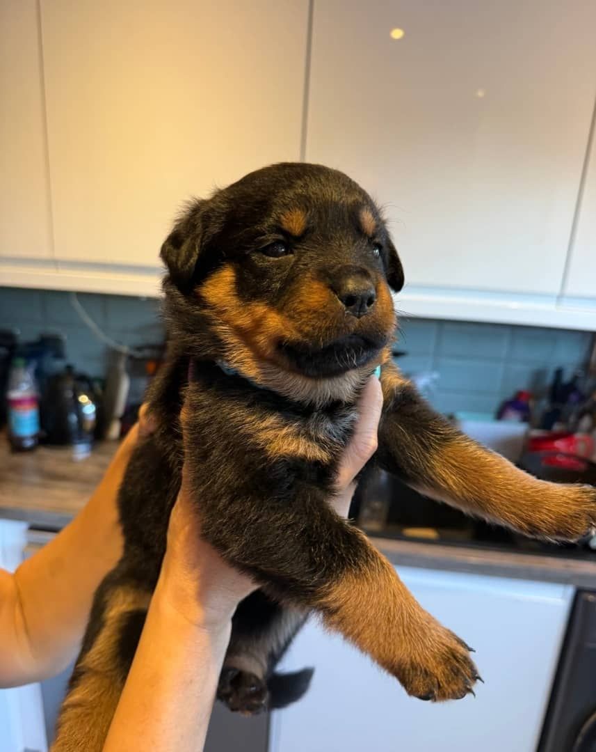 Gesunde Rottweilerwelpen suchen ein liebevolles Zuhause.