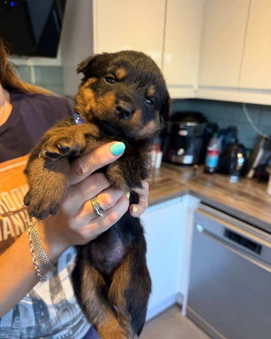 Gesunde Rottweilerwelpen suchen ein liebevolles Zuhause.