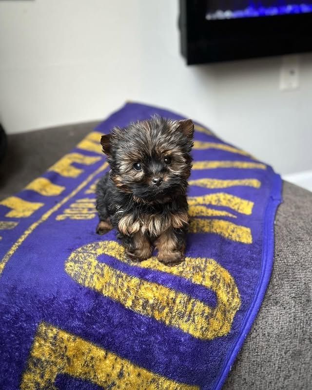 Yorkshire-Terrier-Welpen suchen ein liebevolles Zuhause.