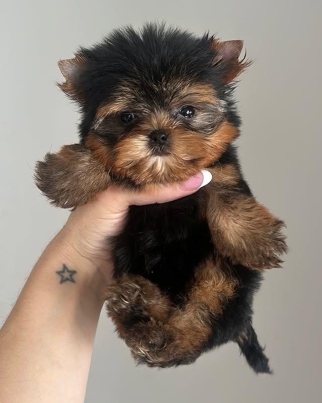 Yorkshire-Terrier-Welpen suchen ein liebevolles Zuhause.