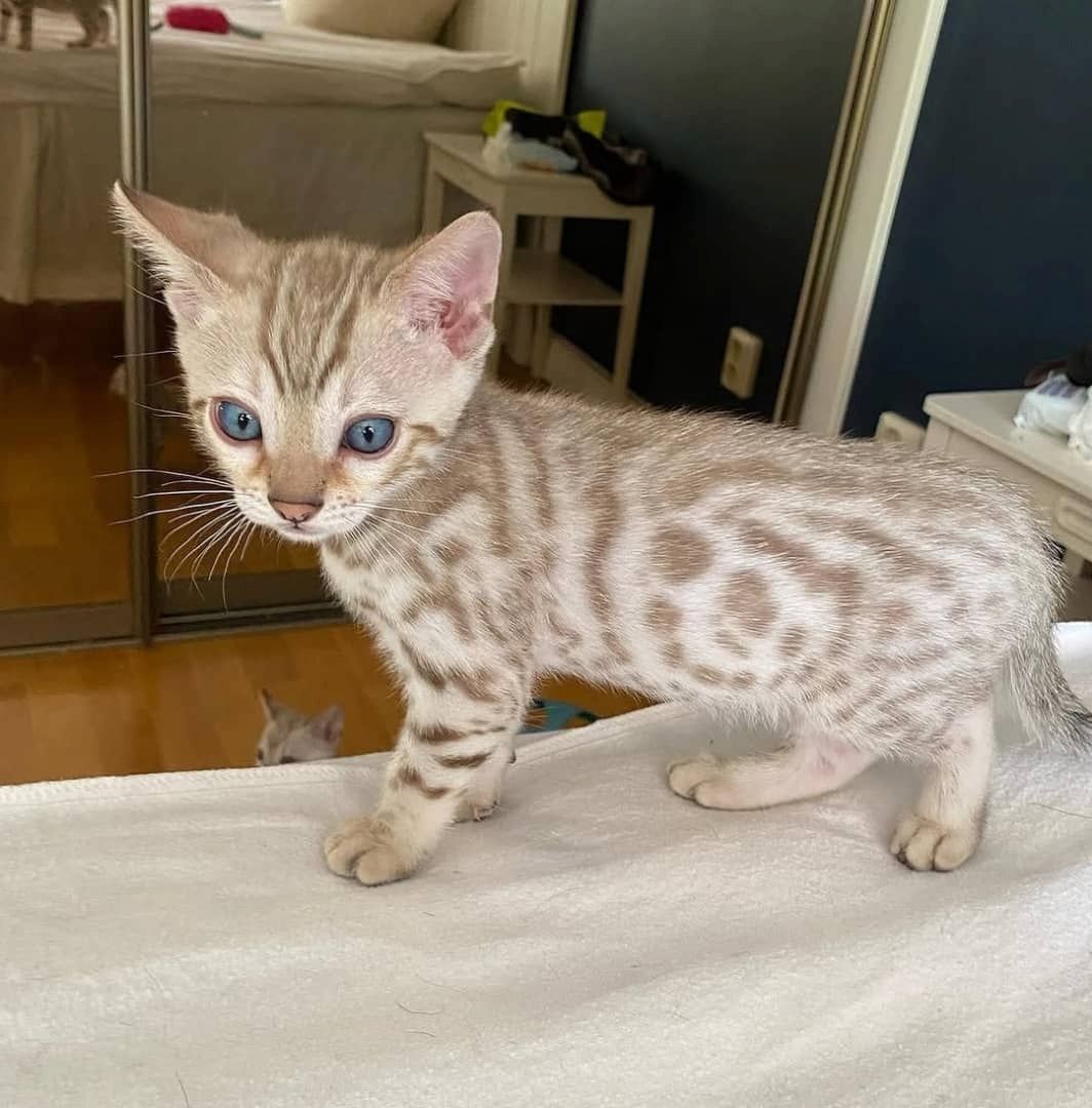 Bengalkätzchen suchen ein liebevolles Zuhause.