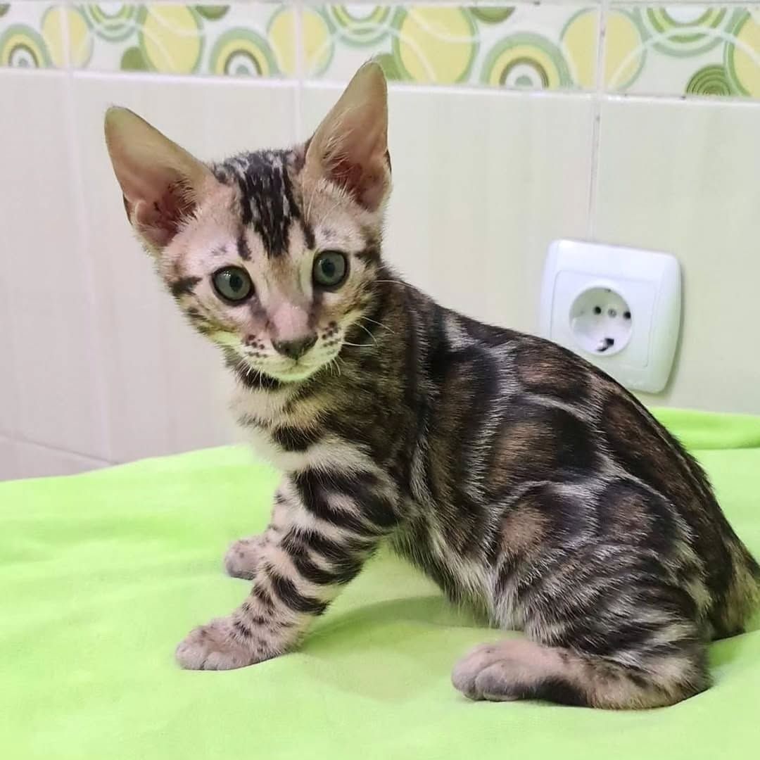 Bengalkätzchen suchen ein liebevolles Zuhause.