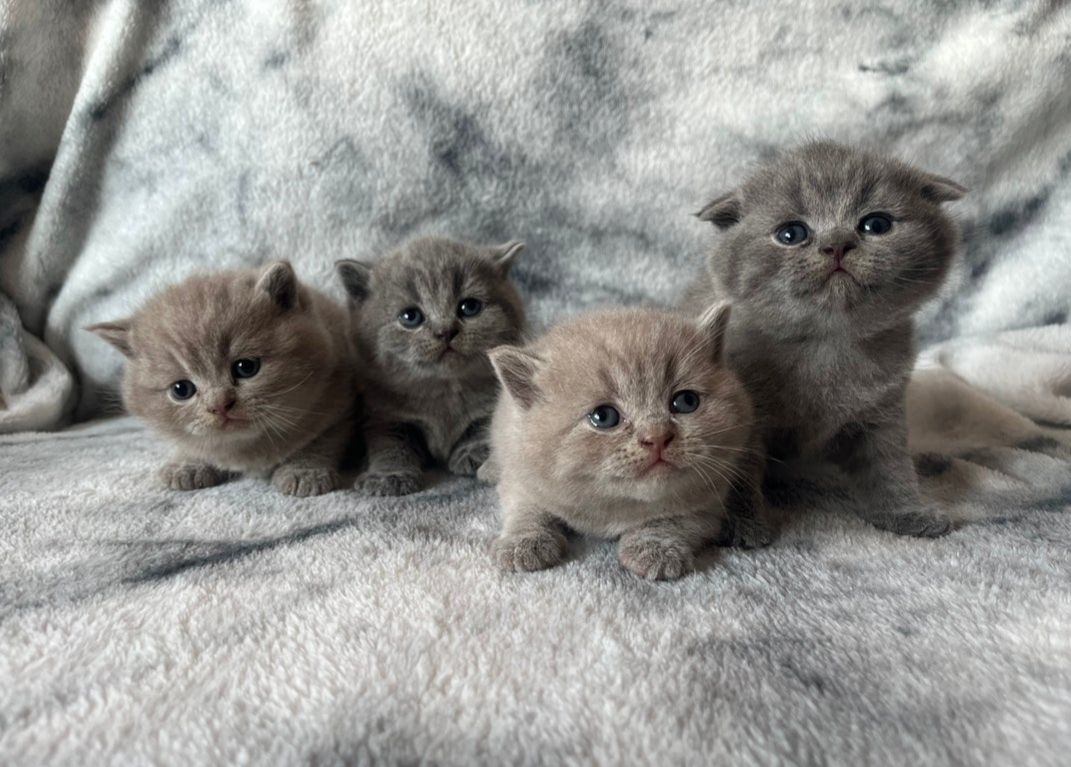 Wunderschöne Britisch Kurzhaar-Kätzchen zu verkaufen.
