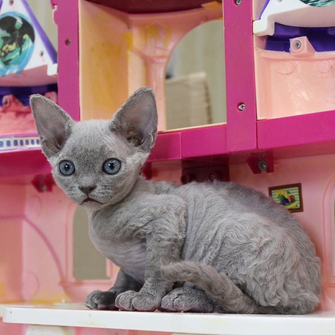 Wunderschöne Devon Rex-Kätzchen zu verkaufen.