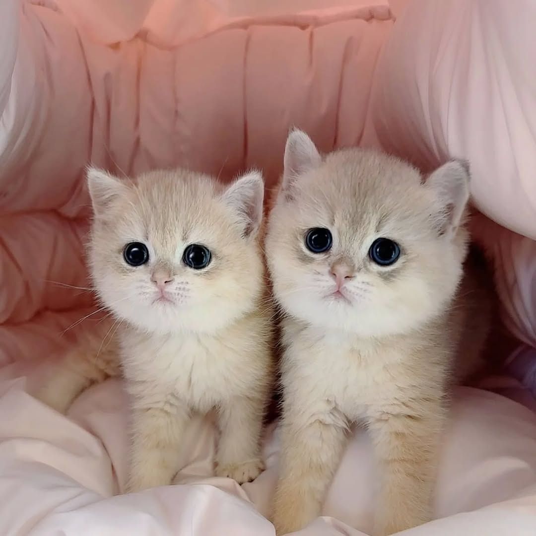 Bezaubernde Munchkin-Kätzchen zu verkaufen.