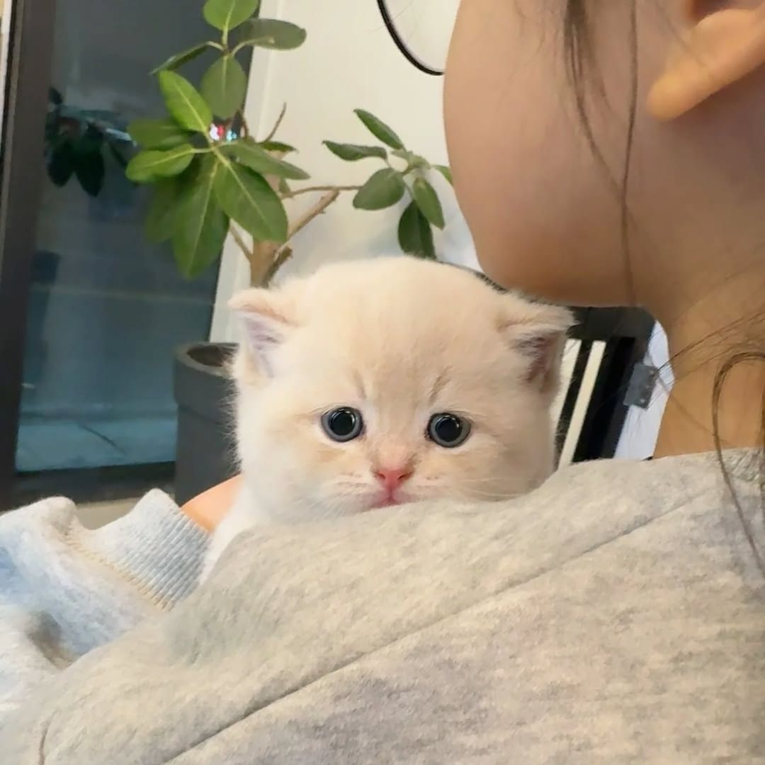 Bezaubernde Munchkin-Kätzchen zu verkaufen.