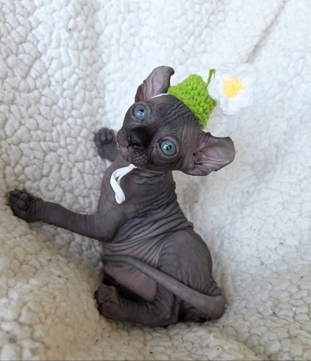 Liebevolle Sphynx-Kätzchen suchen ein liebevolles Zuhause.