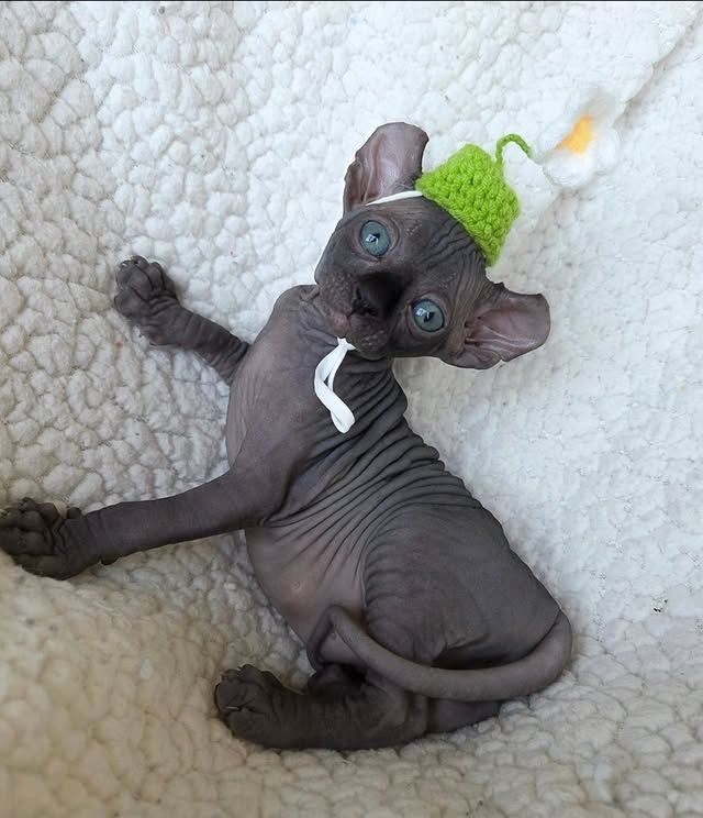 Liebevolle Sphynx-Kätzchen suchen ein liebevolles Zuhause.