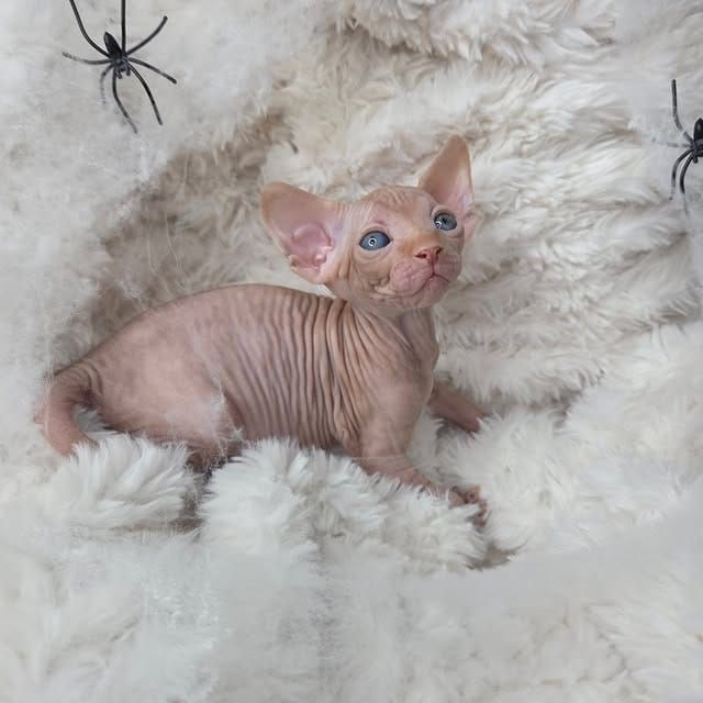 Liebevolle Sphynx-Kätzchen suchen ein liebevolles Zuhause.