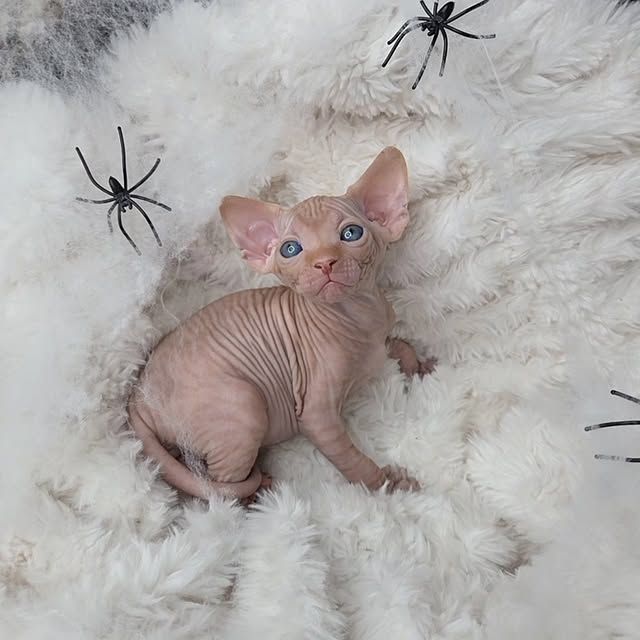 Liebevolle Sphynx-Kätzchen suchen ein liebevolles Zuhause.