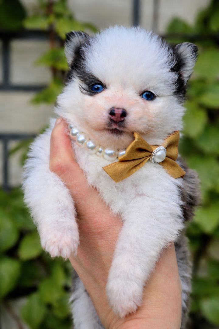 Pomsky F3 Toy & Mini Bärchentyp Puppengesicht