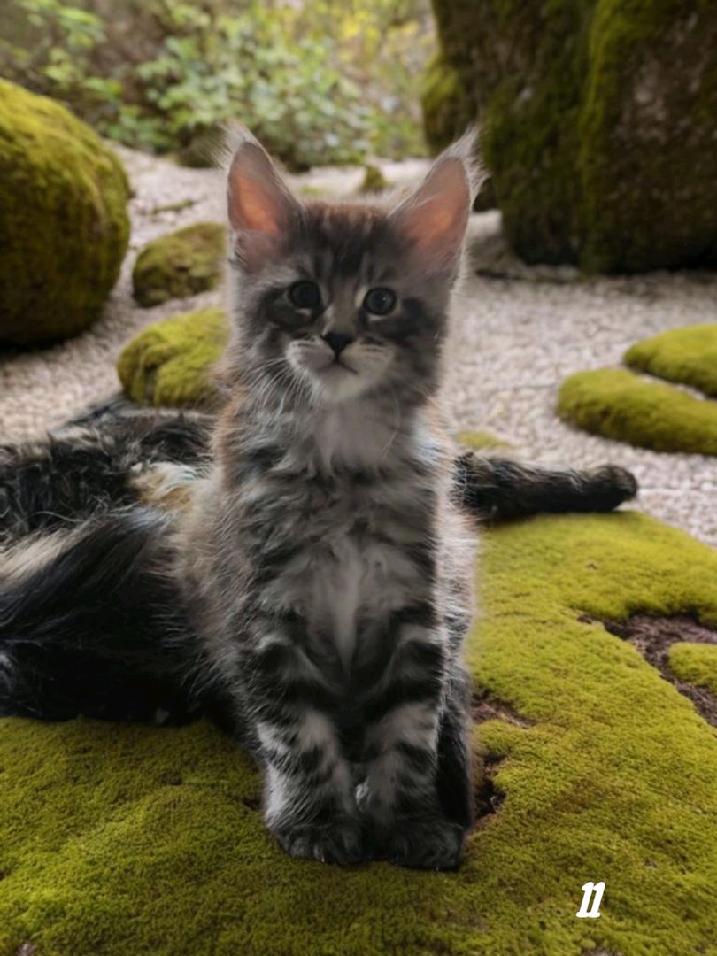 Maine Coon Kitten