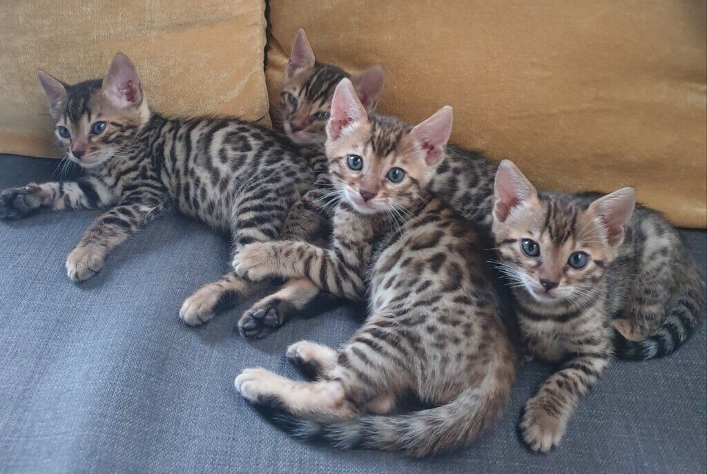F2 Savannah-kittens beschikbaar.